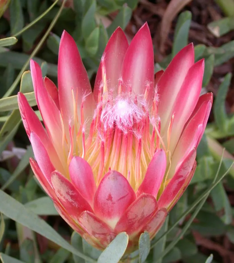 Protea repens ‘Red’