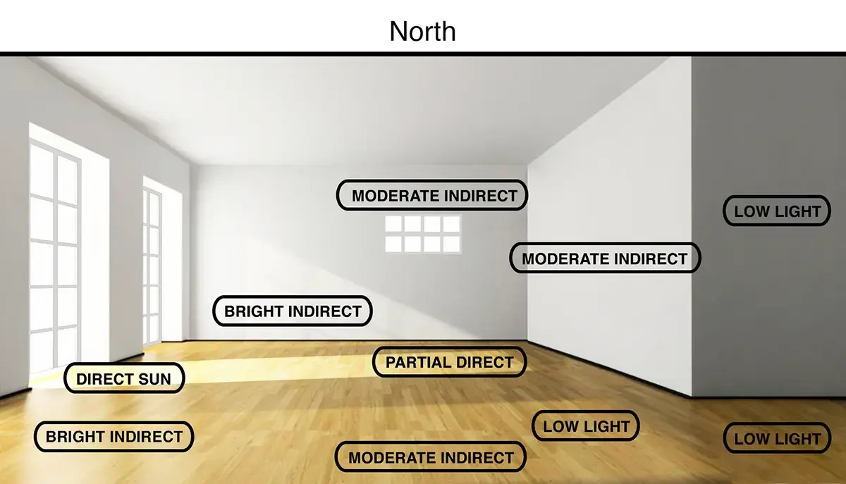 A room with windows on one side, labeled with the indoor light levels: Direct Sun and Bright Indirect by the windows, Partial Direct and Moderate Indirect toward the middle, and Low Light in the far corners.