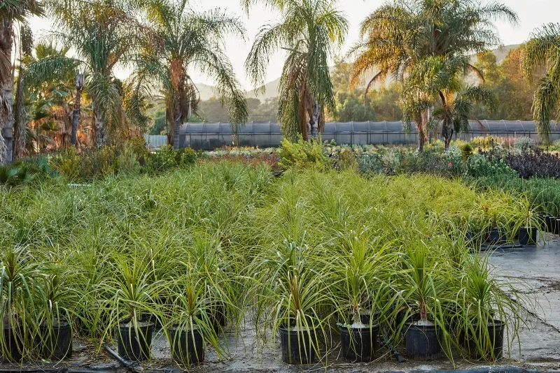 Beaucarnea recurvata, photo 4
