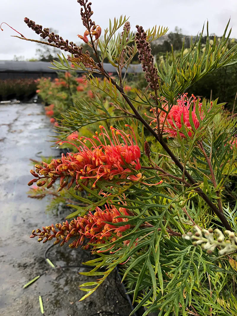 Grevillea ‘Superb’