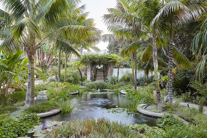 Howea forsteriana, photo 2