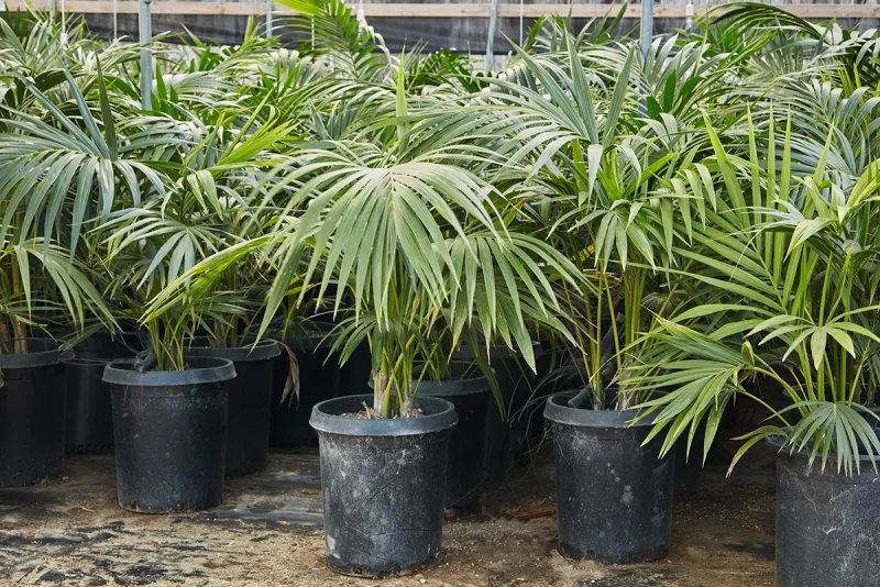 Howea forsteriana, photo 4