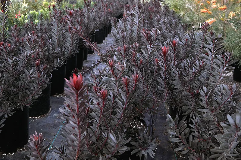 Leucadendron ‘Ebony’