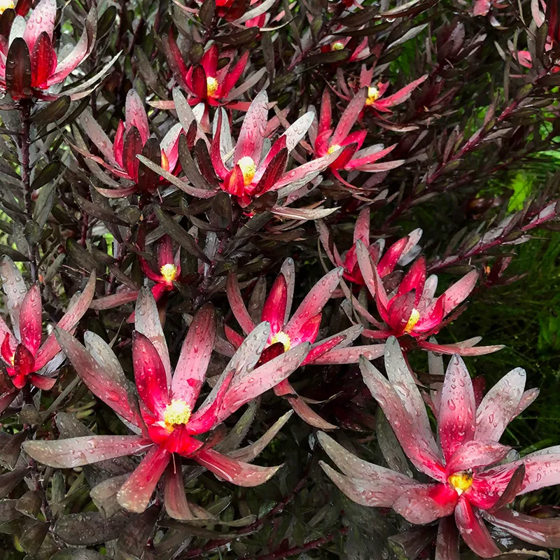 Leucadendron ‘Ebony’, photo 2