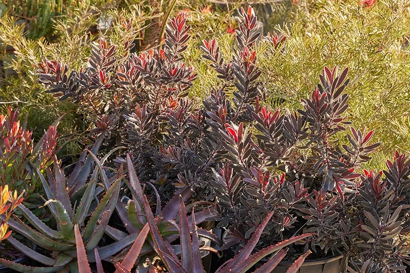 Leucadendron ‘Ebony’, photo 3