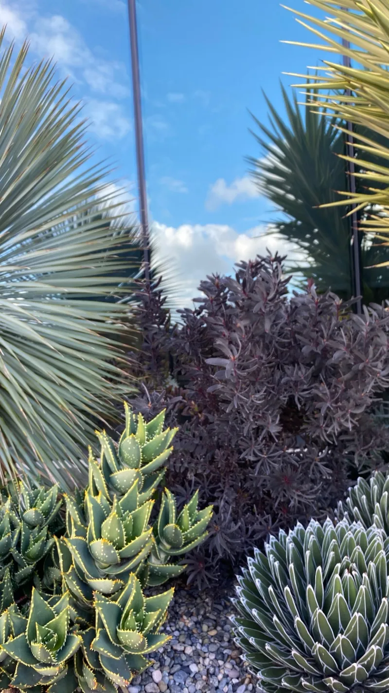 Leucadendron ‘Ebony’, photo 5