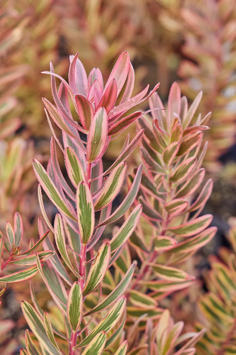 Leucadendron ‘Jester’, photo 2