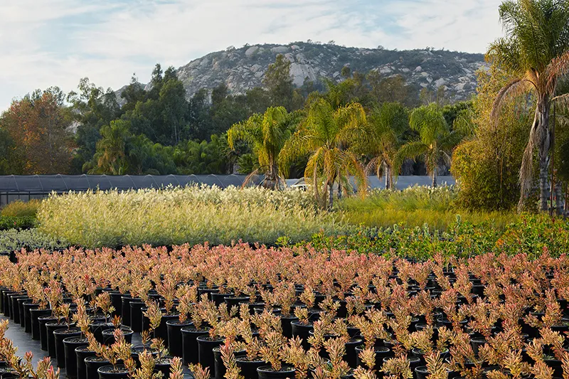 Leucadendron ‘Jester’, photo 4