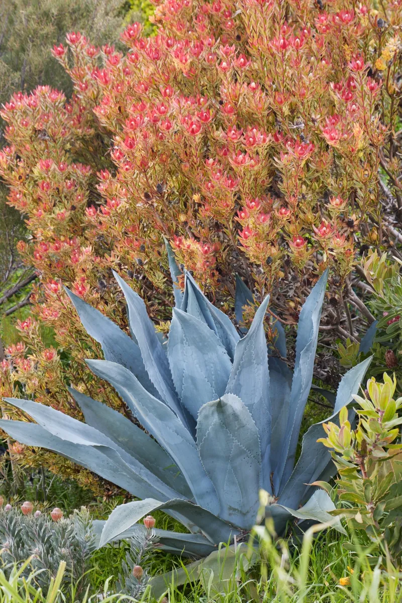 Leucadendron ‘Jester’, photo 5