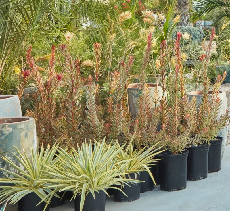 Leucadendron ‘Jester’, photo 6