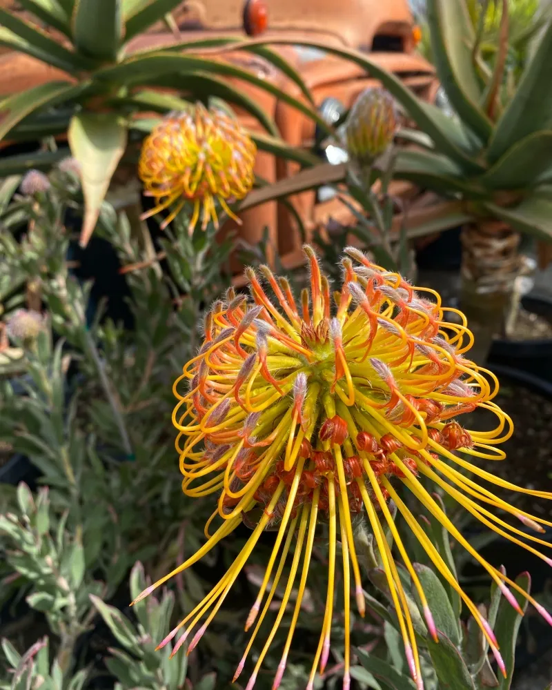 Leucospermum ‘Brandi de la Cruz’, photo 2