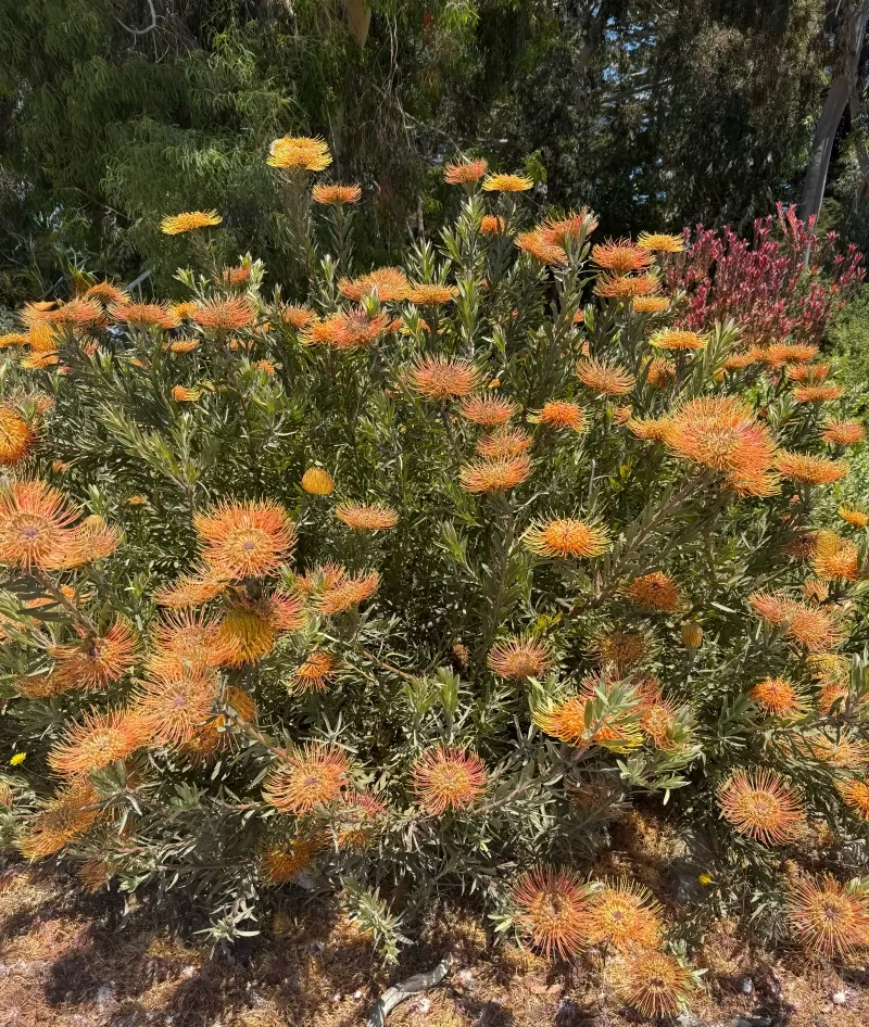 Leucospermum ‘Brandi de la Cruz’, photo 3