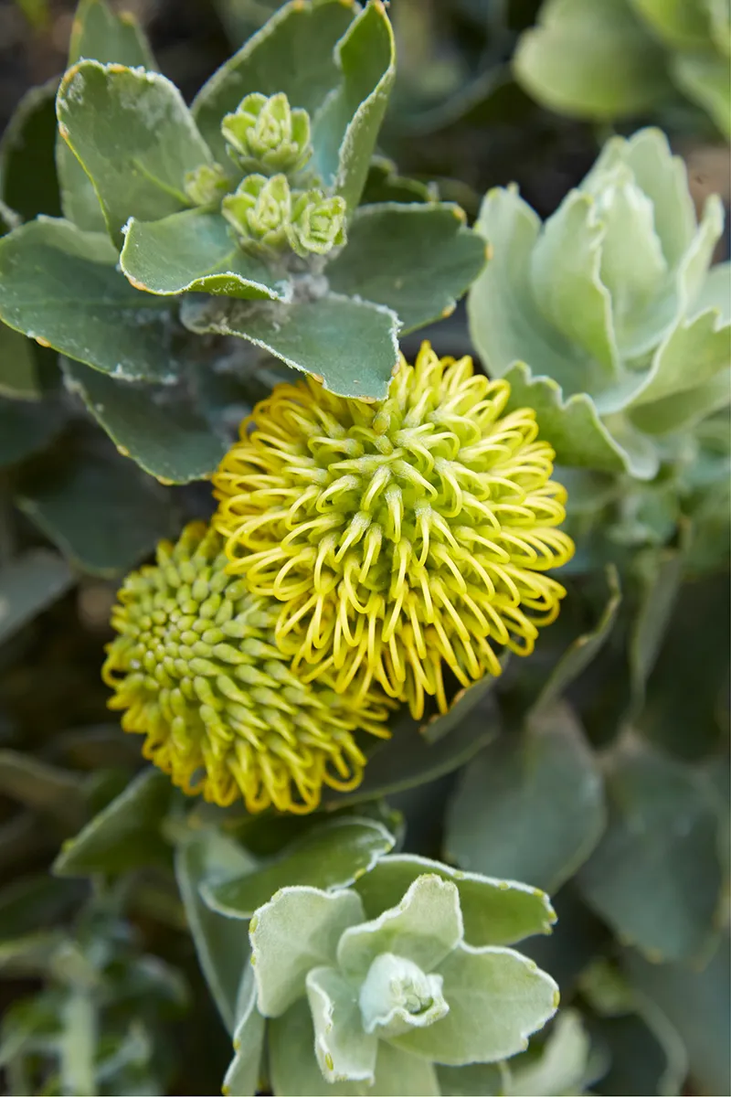 Leucospermum ‘High Gold’