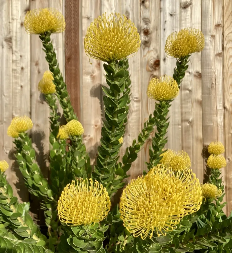 Leucospermum ‘High Gold’, photo 2