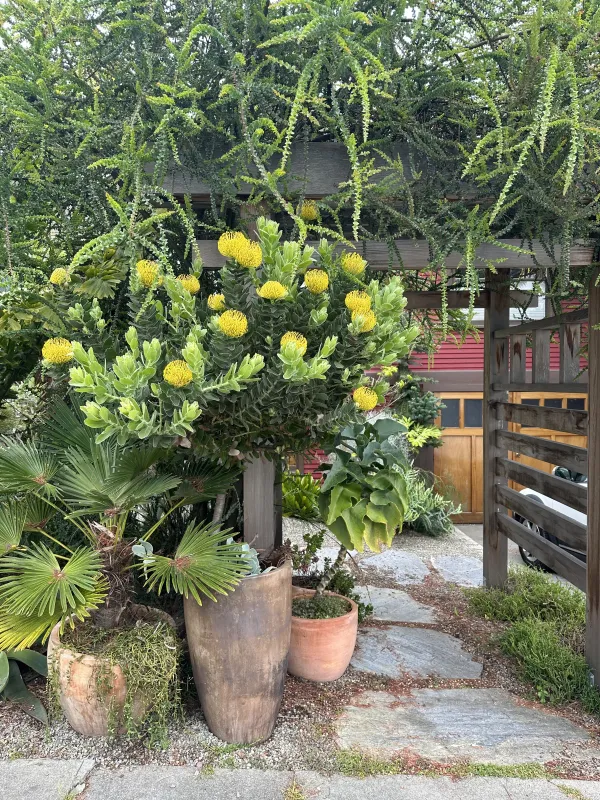 Leucospermum ‘High Gold’, photo 3