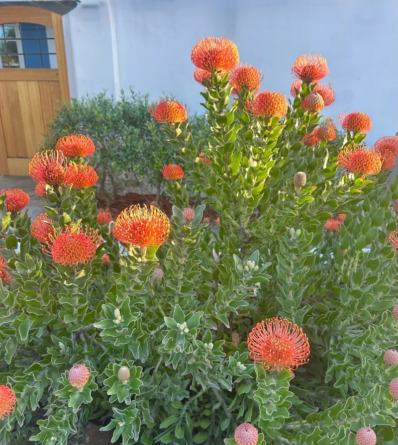 Leucospermum ‘Sunrise’