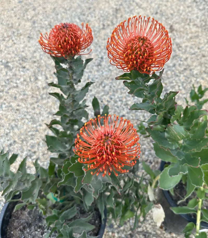 Leucospermum ‘Sunrise’, photo 2