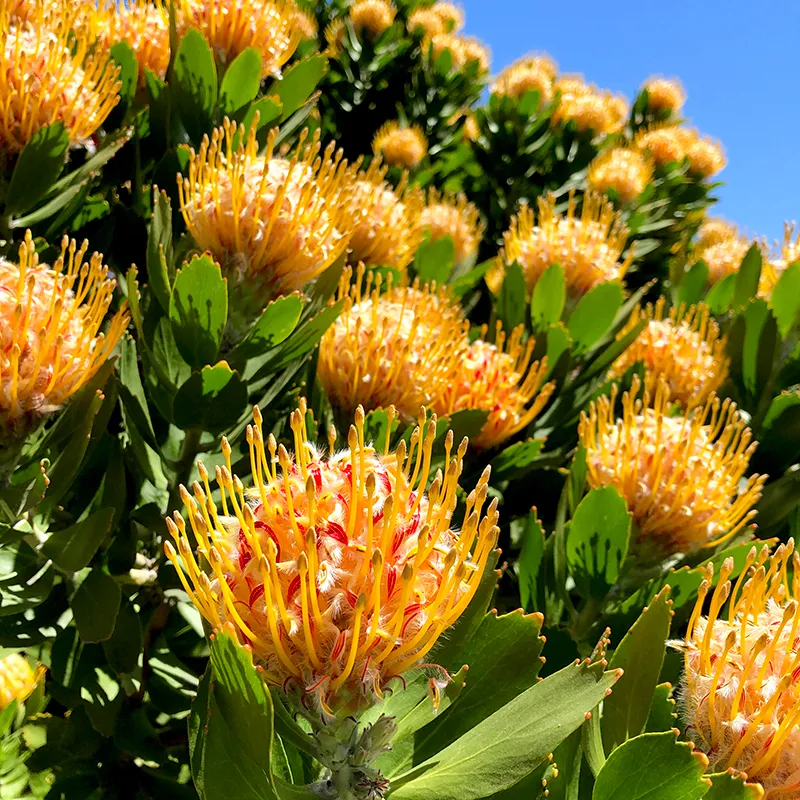 Leucospermum ‘Veldfire’, photo 2