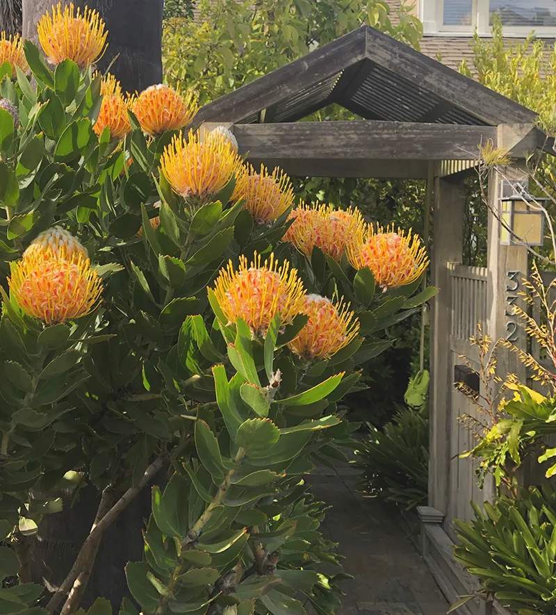 Leucospermum ‘Veldfire’, photo 3