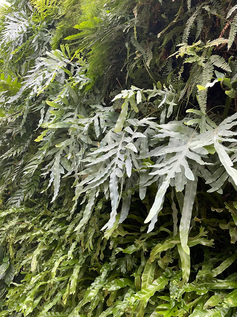 Phlebodium aureum ‘Blue Star’, photo 2