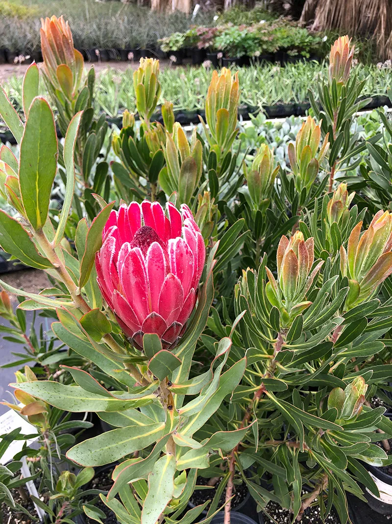 Protea ‘Pink Ice’