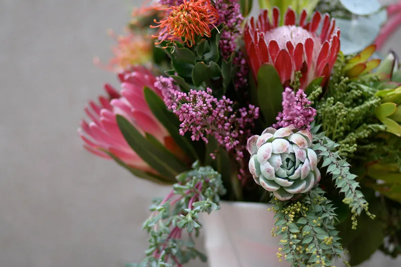 Protea ‘Pink Ice’, photo 2