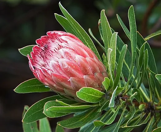 Protea ‘Pink Ice’, photo 3