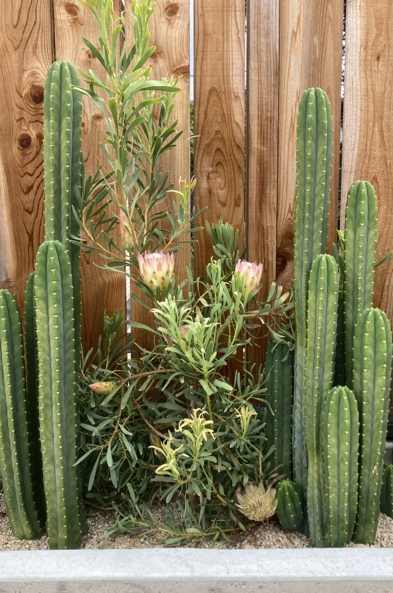 Protea repens ‘Pink’, photo 2