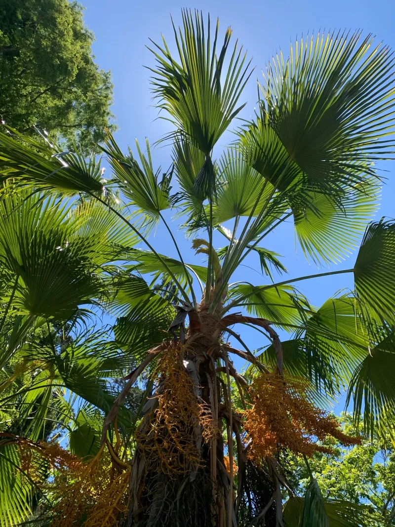 Trachycarpus martianus, photo 3