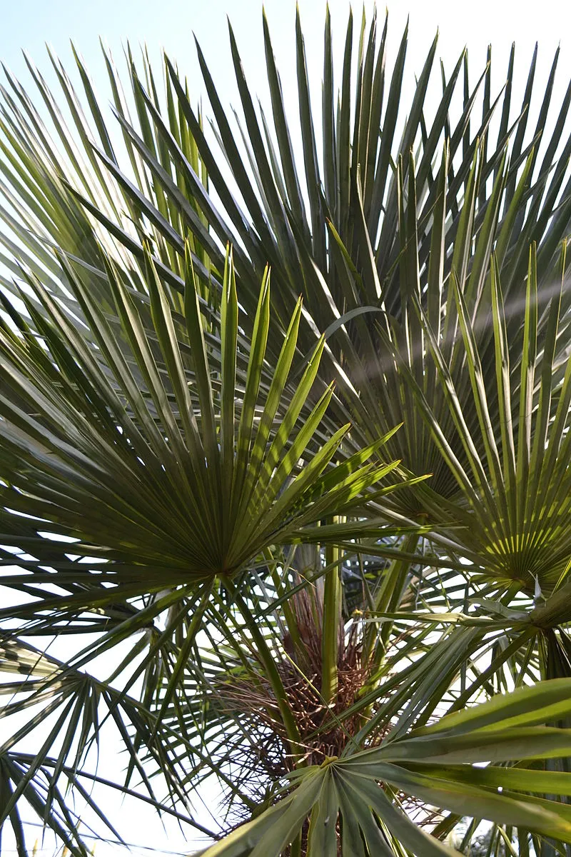 Trithrinax acanthocoma, photo 2
