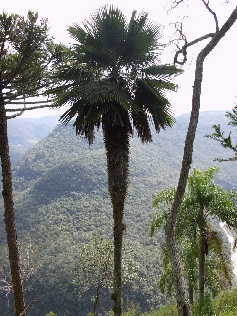 Trithrinax acanthocoma, photo 3